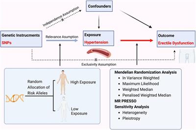 Frontiers Causal effects of hypertension on risk of erectile